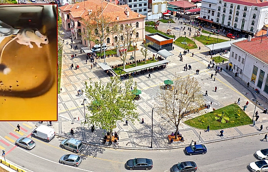 Nesli tükenme tehlikesi altındaydı, Elazığ'da görüntülendi!