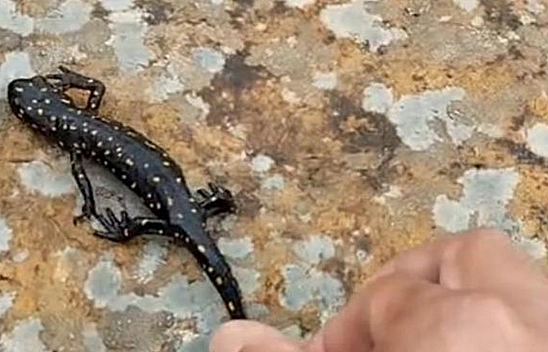 Nesli tükenme tehlikesi olan Benekli Semender Elazığ'da görüntülendi