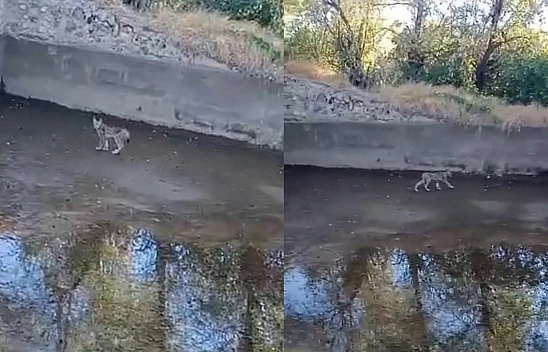 Nesli tükenme tehlikesindeki vaşak Elazığ'da kameralara yansıdı