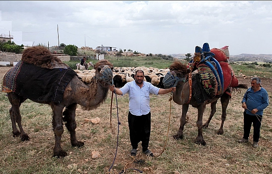 O İlçede Kurbanlık Develer Peynir Ekmek Gibi Satıldı