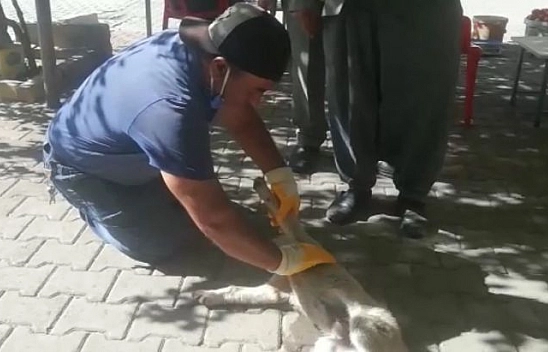 Otomobilin çarptığı yavru köpek kalp masajı ile hayata tutundu
