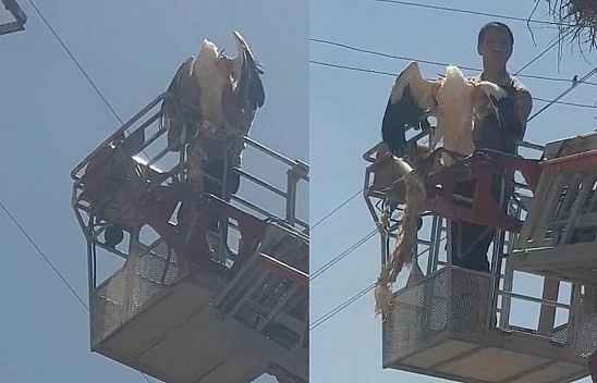 Palu'da yaralı leylek itfaiye ekipleri tarafından kurtarıldı