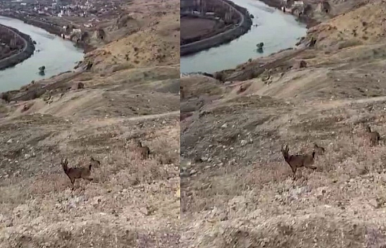 Palu'nun doğasında koruma altındaki dağ keçileri görüldü