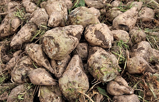 Pancar Üreticilerinin Mağduriyeti