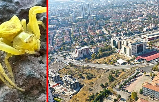 Renk değiştiriyor, avını sessizce izliyor: Elazığ'da nadir tür