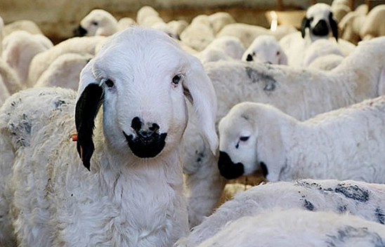 Resmi Gazete'de Yayımlandı! Hayvancılık Destekleri Artırıldı