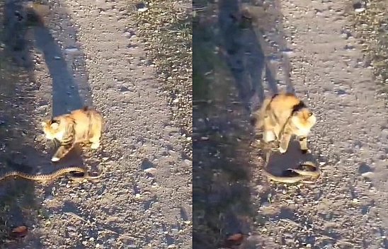Sizce Elazığ'ın Kedisi mi Yılanı mı ?
