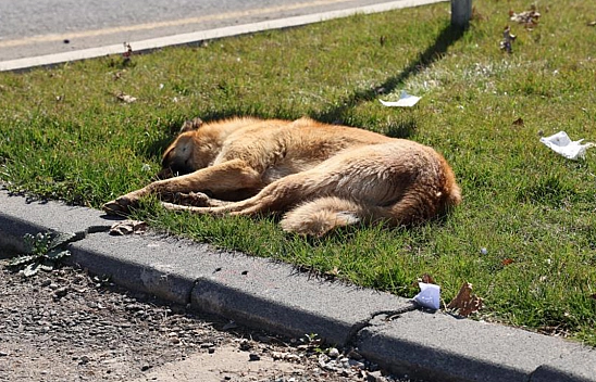 Sokak Köpeği Bir Günde 8 Kişiyi Isırdı