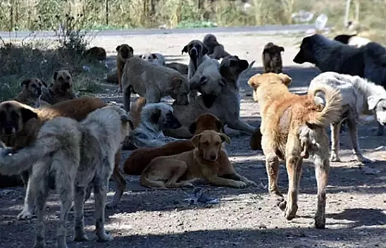 Sokak Köpekleri Düzenlemesi Komisyondan Geçti!