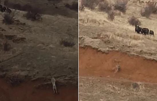 Sürü kaçtı, köpek kovaladı: Elazığ'da nefes kesen anlar