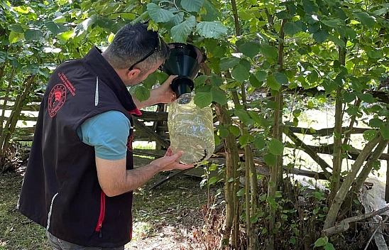 Tarım denetimleri hız kesmiyor: Kahverengi kokarca takibi ve pestisit kontrolü sahalarda