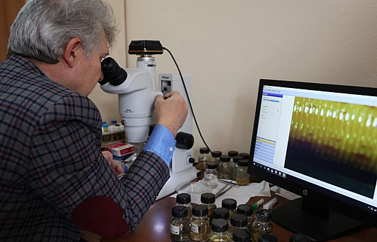 Tıbbi sülükleri uygulamak için Tıp Fakültesi mezunu olmak gerekiyor