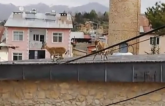 Tunceli'de Dağ Keçileri evlerin ve tarihi caminin çatısına çıktı
