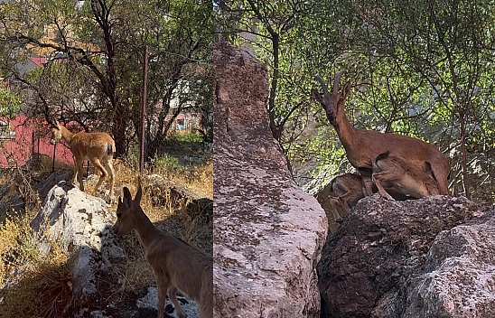 Tunceli'de dağ keçileri yerleşim yerlerine kadar indi
