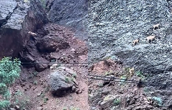 Tunceli'de Dağ Keçilerinden Nefes Kesen Atlayış: O Anlar Kamerada