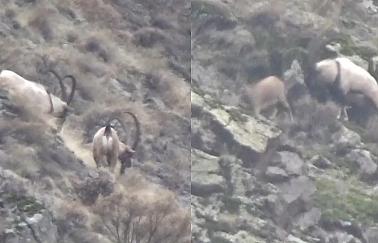 Tunceli'de Görüntülenen Yaban Tekeleri İhtişamıyla Görenleri Mest Etti