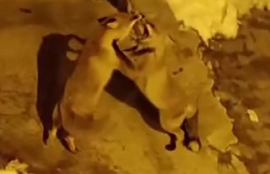 Tunceli'de kedilerin mamalarından tilkiler de nasipleniyor