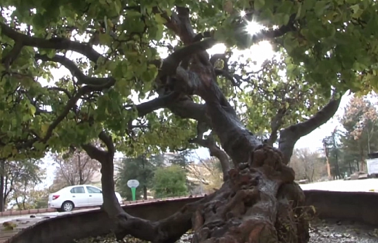 Turistler duyuca hemen telefona sarılıyor! Harput'taki efsaneyi duyduklarında şaşıp kalıyorlar