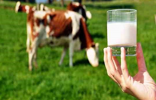 Türkiye çiğ süt üretiminde Avrupa'da 3'üncü, dünyada 9'uncu sırada