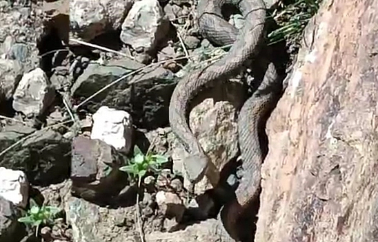 Türkiye'nin En Zehirli Yılanı Görüntülendi