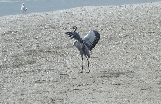Uzun Yıllar Sonra Komşu İlde Görüntülendi!