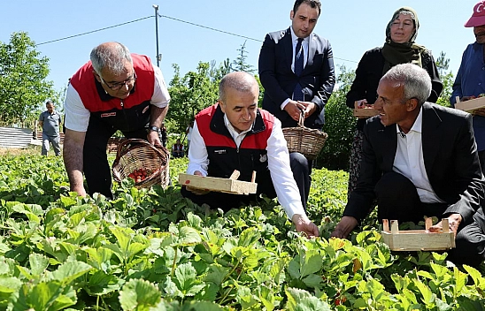 Vali Hatipoğlu, Maden'de çilek hasadına katıldı