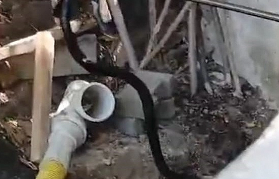 Yaklaşık 1,5 Metre Uzunluğundaki Yılan, Paniğe Neden Oldu!