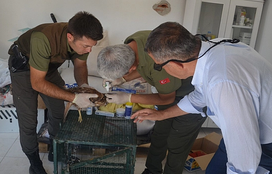 Yaralı Kızıl Şahin Tedavi Altına Alındı