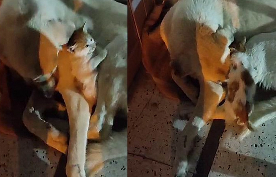 Yavru Kedinin Riskli Sıcak Yer Arayışı