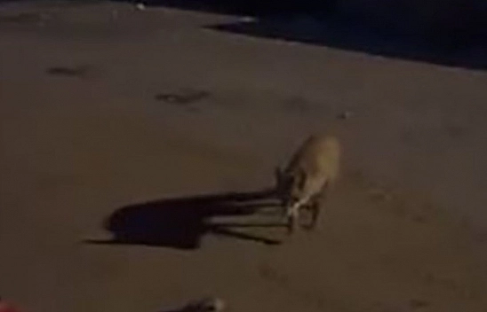 Yiyecek bulamayan yaban hayvanları şehir merkezini mesken tuttu