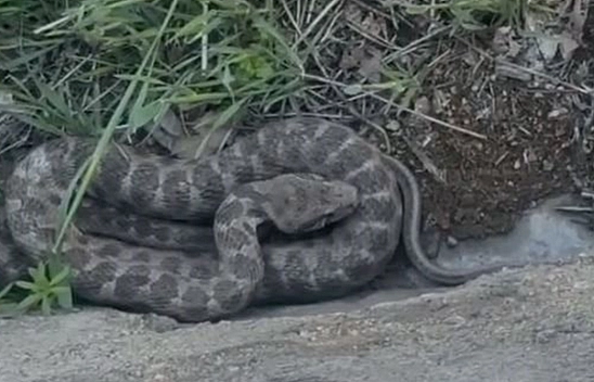 Zehirli koca engerek yılanı Elazığ'da görüntülendi
