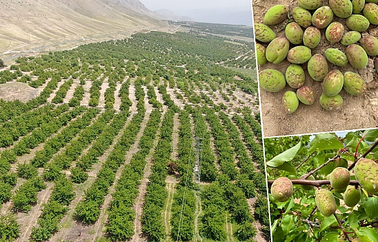 Zilayaz: Kayısıda Sorunlar Devam Ediyor
