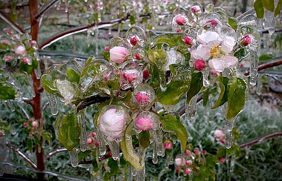 Zirai don Elazığ'da üretimi vurdu: İşte zararın boyutu!