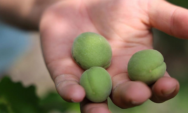 Kayısıyı 'sis' vurdu, rekoltede yüzde 60 düşüş bekleniyor