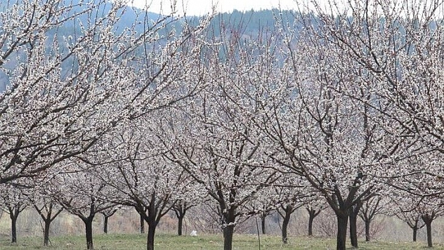 Elazığ'da ağaçlar beyaz gelinliğini giydi, muhteşem görüntü ortaya çıktı