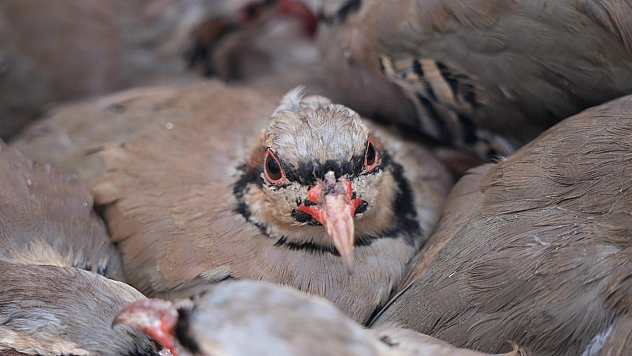 1 milyona yakın keklik doğaya salındı