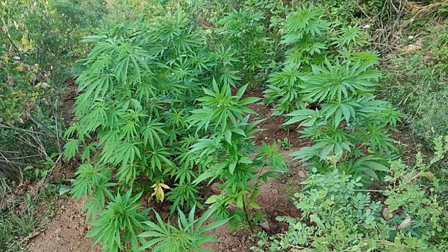 138 Kök Kenevir Bitkisi Ele Geçirildi!