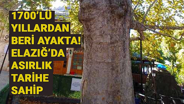 1700'lü yıllardan beri ayakta! 1 metre 60 santimetre çapında. Elazığ'da asırlık tarihe sahip