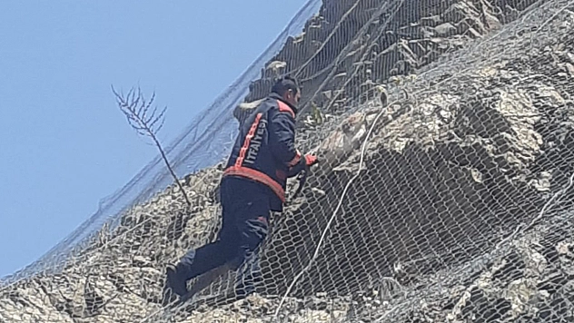 2 yaban keçisi ağa takıldı