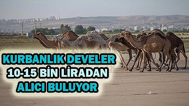 KURBANLIK DEVELERE ELAZIĞ'DAN YOĞUN İLGİ