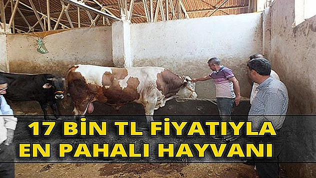 Pazarın en pahalısı 'İzzet' alıcısını bekliyor