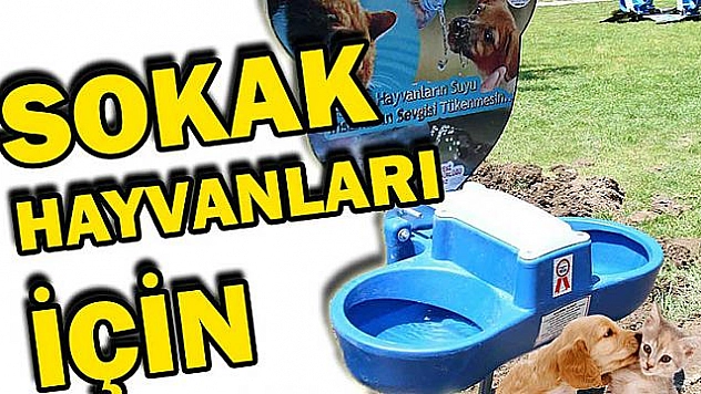 Sokak Hayvanları İçin, Otomatik Su ve Mama Kabı