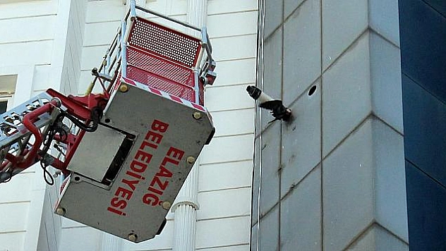 7'İNCİ KATTA KARGA KURTARMA OPERASYONU