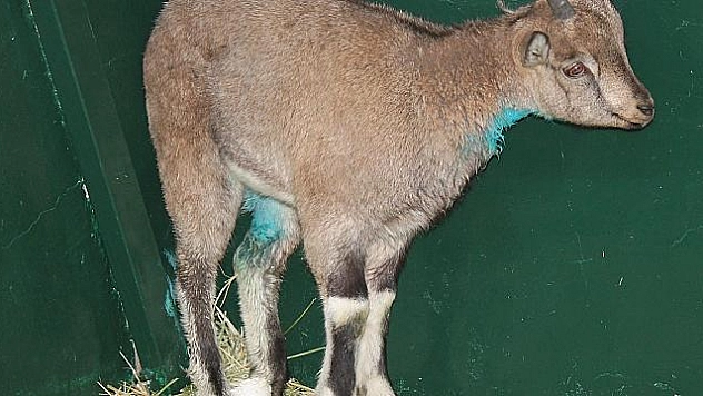 KÖPEKLERİN YARALADIĞI DAĞ KEÇİSİ TEDAVİ ALTINA ALINDI