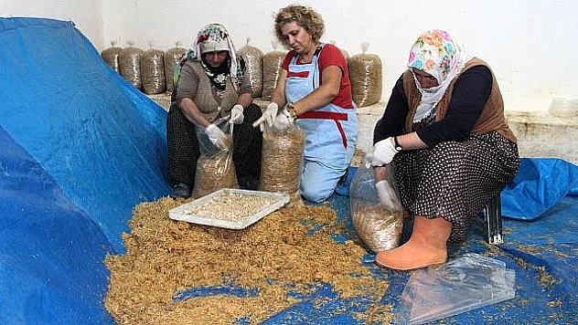 PEDAGOGLUĞU BIRAKIP MANTAR ÜRETİMİNE BAŞLADI