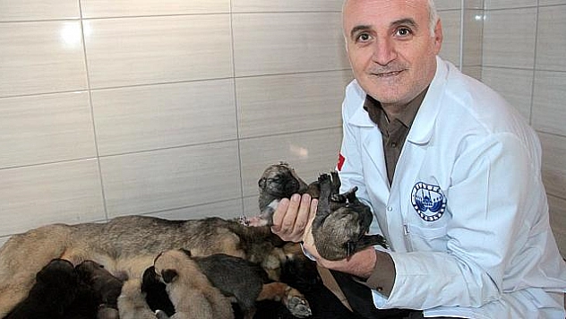SULAMA BORUSUNA SIKIŞAN YAVRU KÖPEKLERİ BELEDİYE EKİPLERİ KURTARDI 