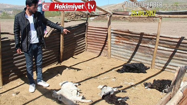 KURT, 150 HAYVANI TELEF ETTİ