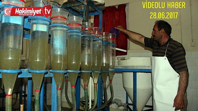 Balık sağımı başladı, hedef 5 milyon balık