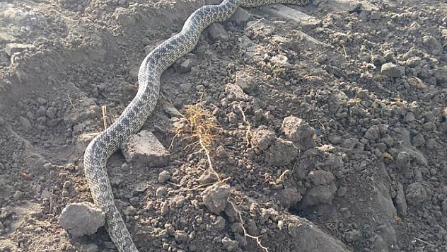 2 BUÇUK METRE UZUNLUĞUNDA YILAN YAKALANDI 