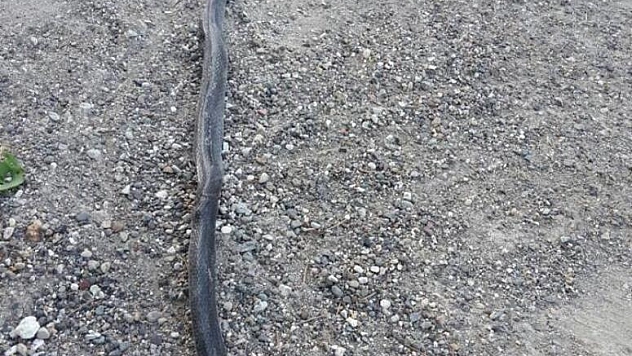 YILAN KORKUYA NEDEN OLDU